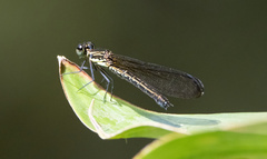 Chlorocyphidae