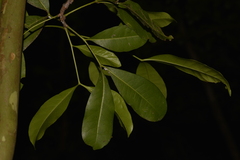 Anthocarapa nitidula