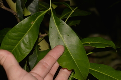 Anthocarapa nitidula