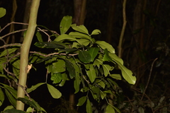 Anthocarapa nitidula