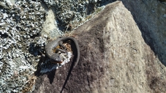 Ninurta coeruleopunctatus