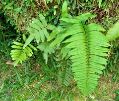 Polypodioideae