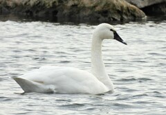 Cygnus columbianus columbianus