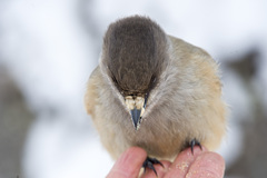 Perisoreus infaustus