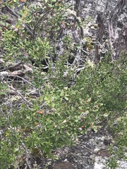 Leptospermum micromyrtus