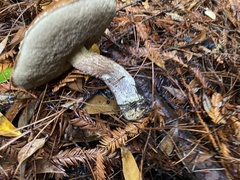 Leccinum largentii