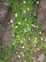 Brachyscome muelleri