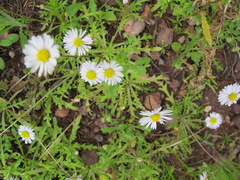 Brachyscome muelleri