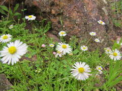 Brachyscome muelleri