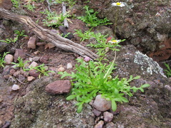 Brachyscome muelleri