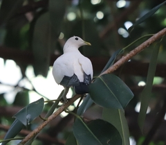 Ducula spilorrhoa