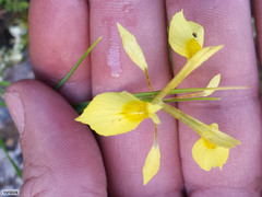Moraea thomasiae