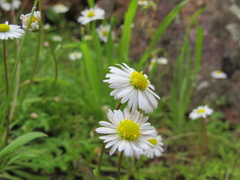 Brachyscome muelleri