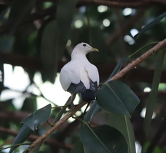 Ducula spilorrhoa