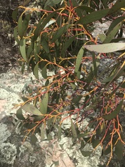 Eucalyptus pauciflora debeuzevillei