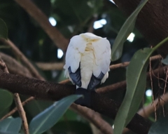 Ducula spilorrhoa
