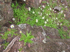 Brachyscome muelleri