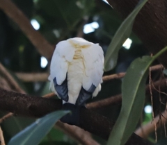 Ducula spilorrhoa