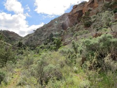 Brachyscome muelleri