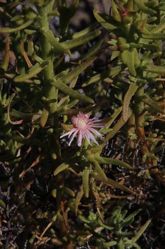 Mesembryanthemum vanheerdei