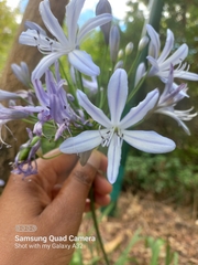 Agapanthus praecox