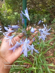 Agapanthus praecox