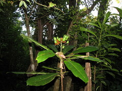 Pittosporum paniculatum