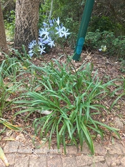 Agapanthus praecox