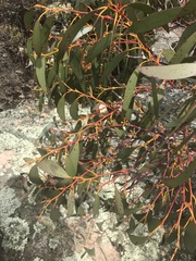 Eucalyptus pauciflora debeuzevillei