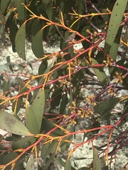 Eucalyptus pauciflora debeuzevillei