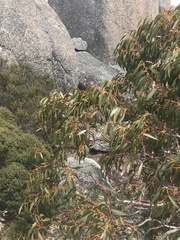 Eucalyptus pauciflora debeuzevillei