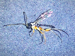 Lymeon orbus
