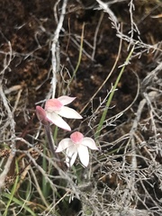 Caladenia alpina
