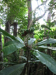 Pittosporum paniculatum