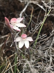Caladenia alpina
