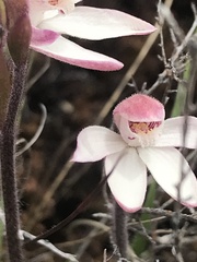 Caladenia alpina