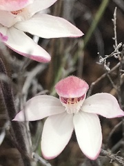 Caladenia alpina