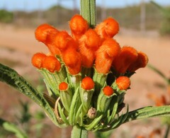 Leonotis leonurus