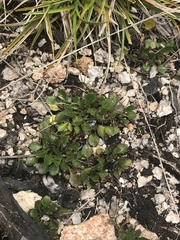 Viola improcera