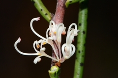 Hakea microcarpa