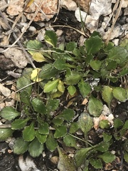 Viola improcera