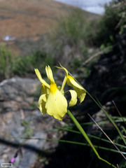 Moraea thomasiae
