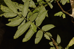 Flindersia schottiana