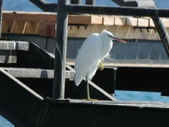 Egretta gularis schistacea