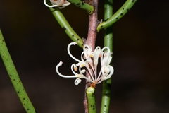 Hakea microcarpa