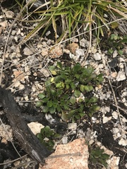 Viola improcera