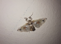 Leucinodes orbonalis