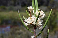 Hakea microcarpa