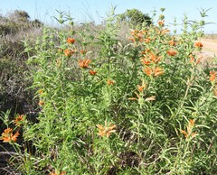 Leonotis leonurus