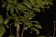 Flindersia schottiana